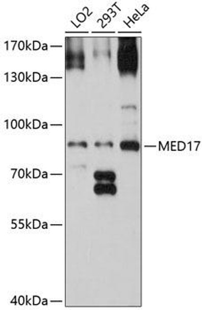 Anti-MED17 Antibody (CAB8716)