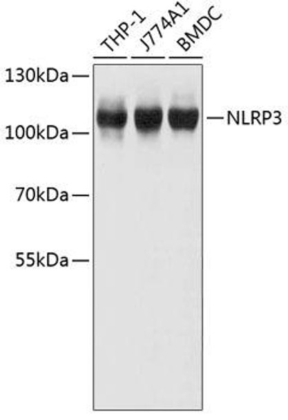 Anti-NLRP3 Antibody (CAB11897)