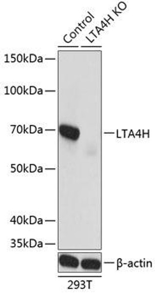 Anti-LTA4H Antibody (CAB19939)[KO Validated]