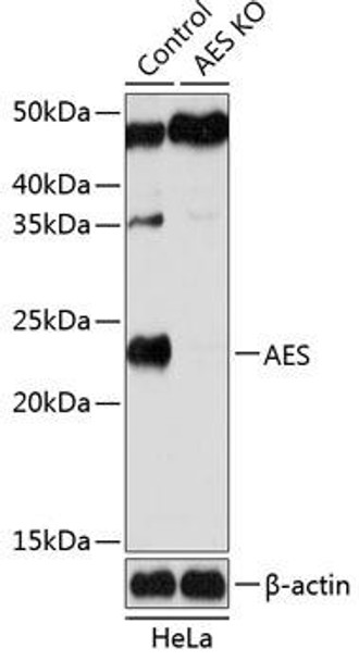 Anti-AES Antibody (CAB19944)[KO Validated]