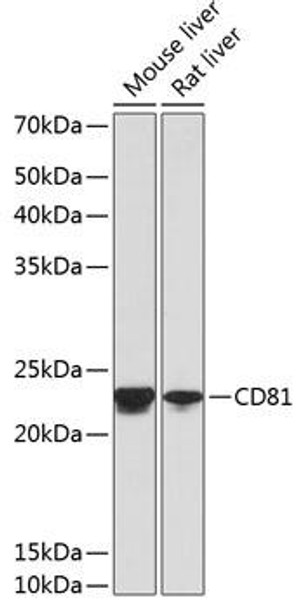 Anti-CD81 Antibody (CAB4863)