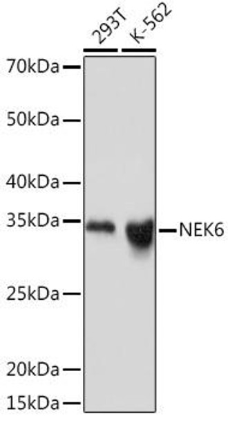 Anti-NEK6 Antibody (CAB3536)