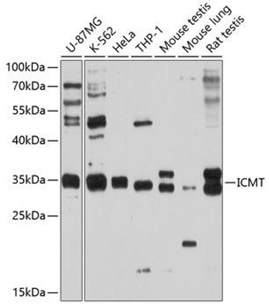 Anti-ICMT Antibody (CAB10293)