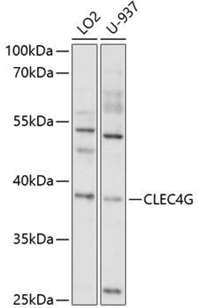 Anti-CLEC4G Antibody (CAB10500)