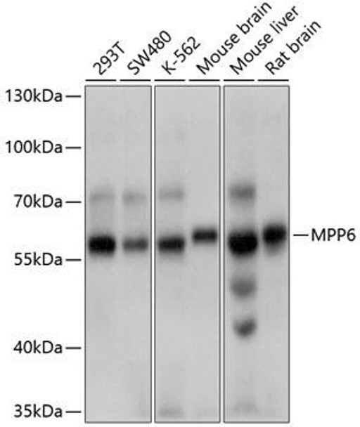 Anti-MPP6 Antibody (CAB10509)