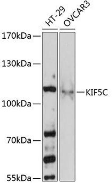 Anti-KIF5C Antibody (CAB13801)