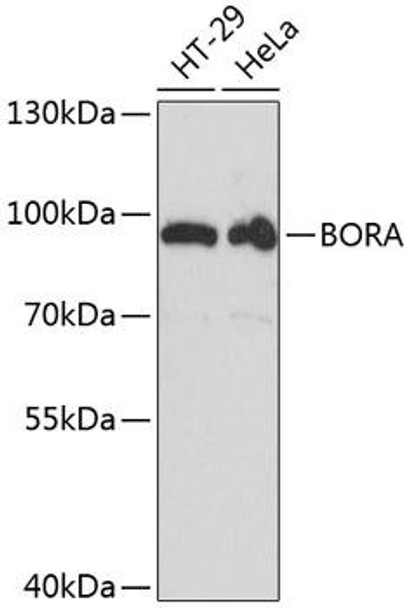 Anti-BORA Antibody (CAB13847)
