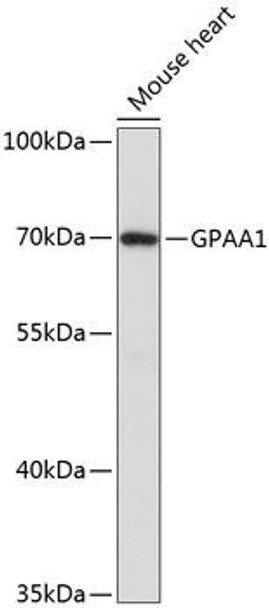 Anti-GPAA1 Antibody (CAB13853)