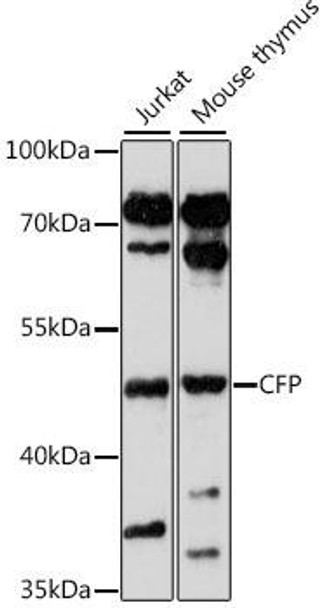 Anti-CFP Antibody (CAB16415)