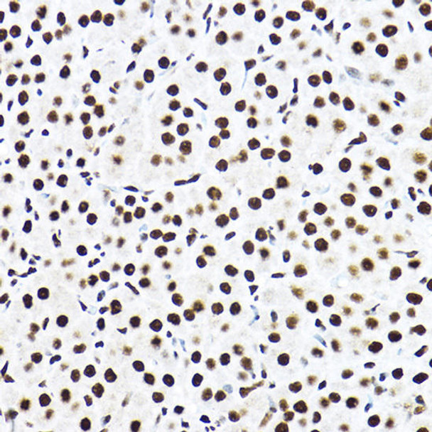 Anti-SF3A3 Antibody (CAB4465)