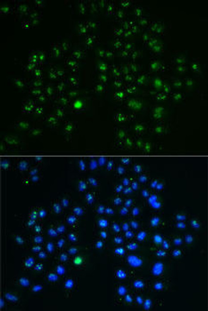 Anti-GNL3 Antibody (CAB6459)