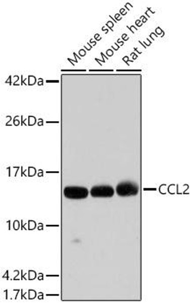 Anti-MCP-1 Antibody (CAB7277)
