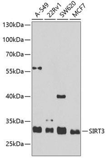 Anti-SIRT3 Antibody (CAB7307)