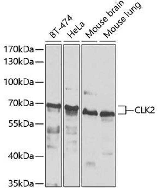 Anti-CLK2 Antibody (CAB7885)