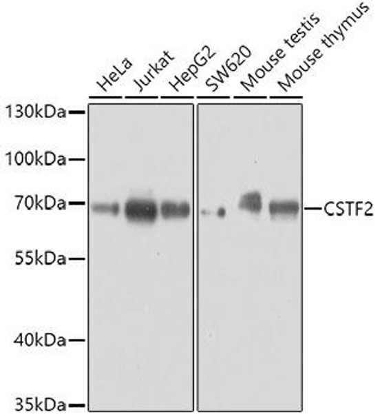 Anti-CSTF2 Antibody (CAB8116)