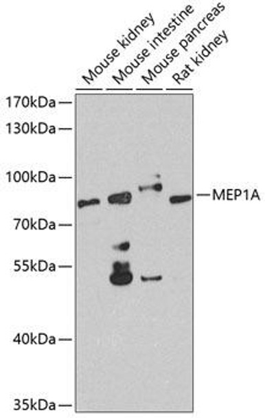 Anti-MEP1A Antibody (CAB8133)