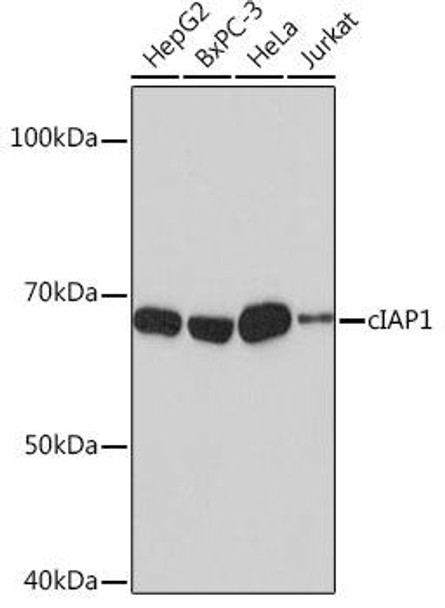 Anti-cIAP1 Antibody (CAB19688)