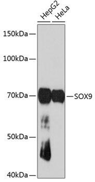Anti-SOX9 Antibody (CAB19710)