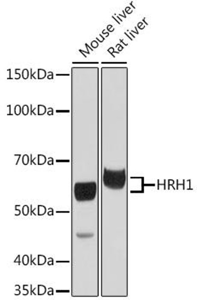 Anti-HRH1 Antibody (CAB20159)