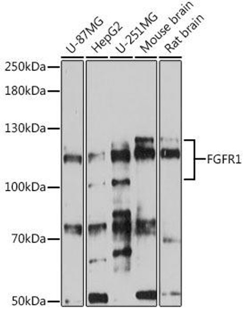 Anti-FGFR1 Antibody (CAB0082)