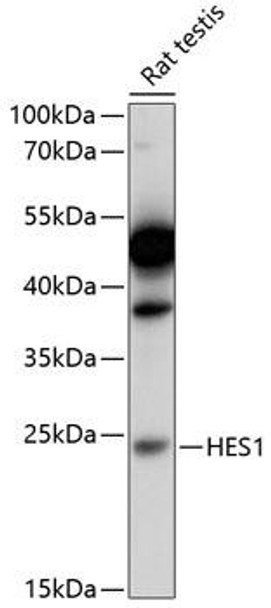 Anti-HES1 Antibody (CAB11705)