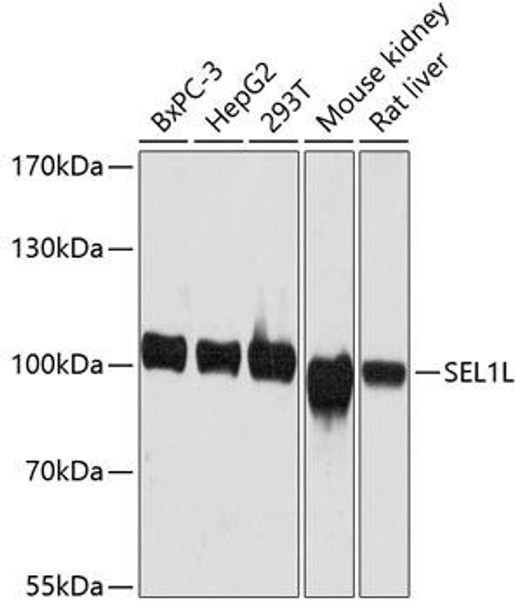Anti-SEL1L Antibody (CAB12073)