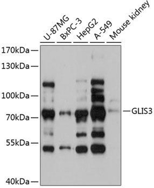 Anti-GLIS3 Antibody (CAB12166)