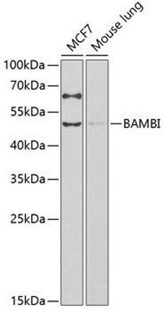 Anti-BAMBI Antibody (CAB13589)