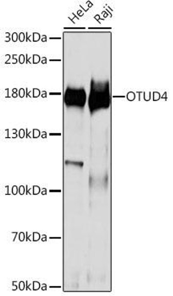 Anti-OTUD4 Antibody (CAB15229)