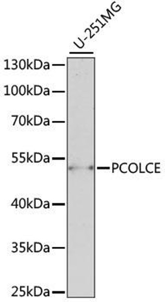 Anti-PCOLCE Antibody (CAB15298)