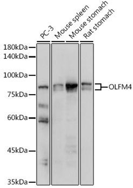 Anti-OLFM4 Antibody (CAB15387)