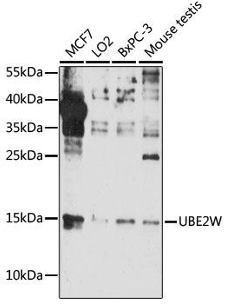 Anti-UBE2W Antibody (CAB16691)