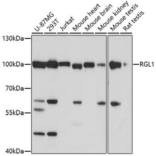 Anti-RGL1 Antibody (CAB17105)