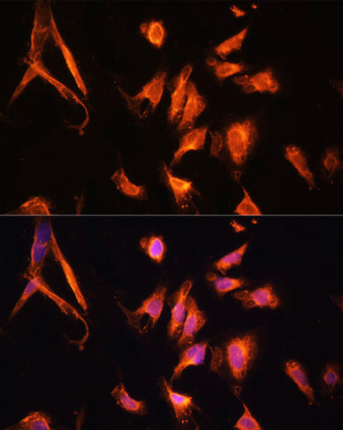 Anti-GFRA1 Antibody (CAB2953)