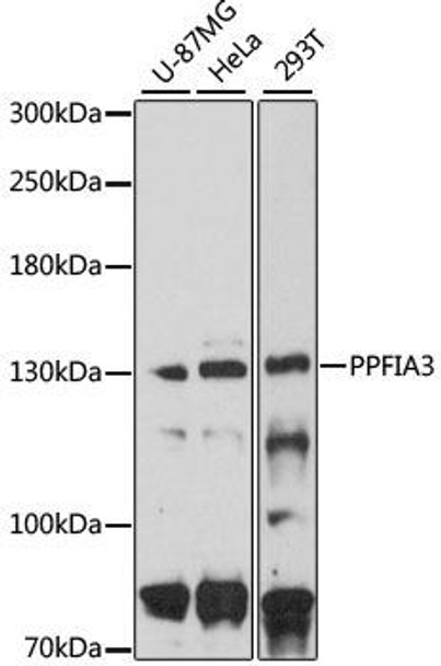 Anti-PPFIA3 Antibody (CAB8714)
