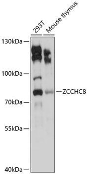 Anti-ZCCHC8 Antibody (CAB9563)