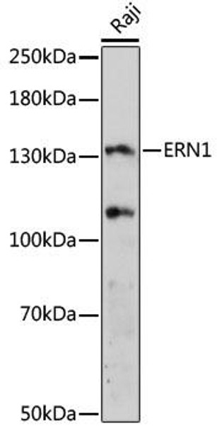 Anti-ERN1 Antibody (CAB17940)