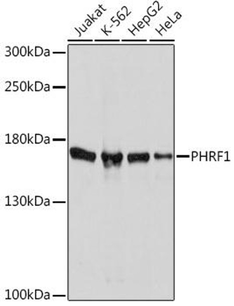 Anti-PHRF1 Antibody (CAB17192)