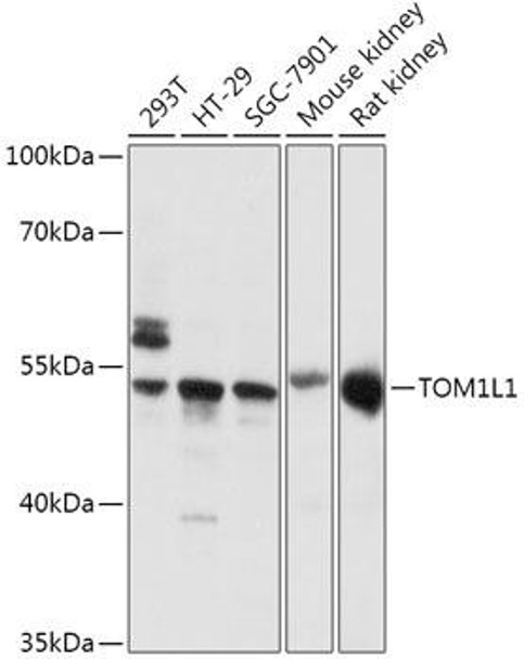 Anti-TOM1L1 Antibody (CAB17602)