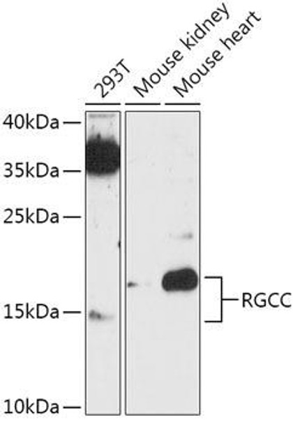 Anti-RGCC Antibody (CAB17689)