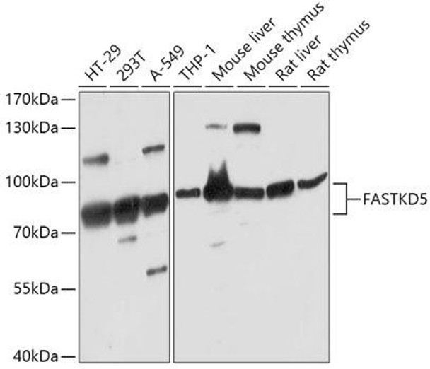 Anti-FASTKD5 Antibody (CAB17747)