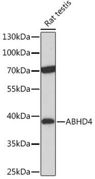 Anti-ABHD4 Antibody (CAB17751)
