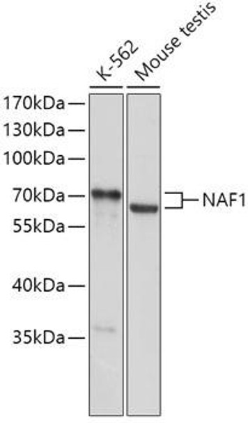 Anti-NAF1 Antibody (CAB17809)