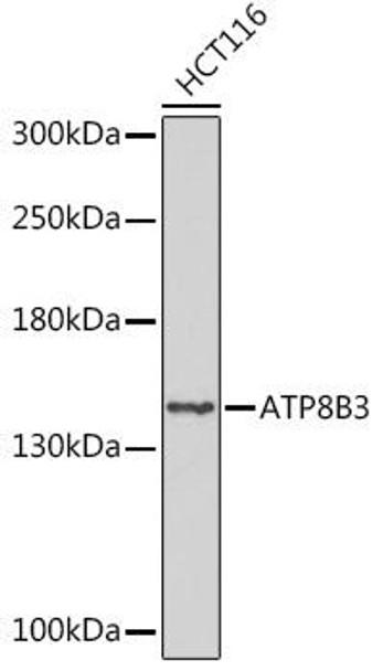 Anti-ATP8B3 Antibody (CAB17834)