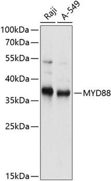 Anti-MYD88 Antibody (CAB0786)