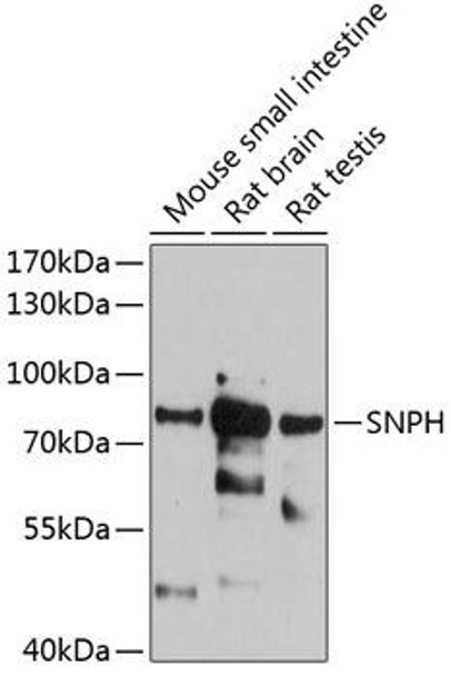 Anti-SNPH Antibody (CAB12300)