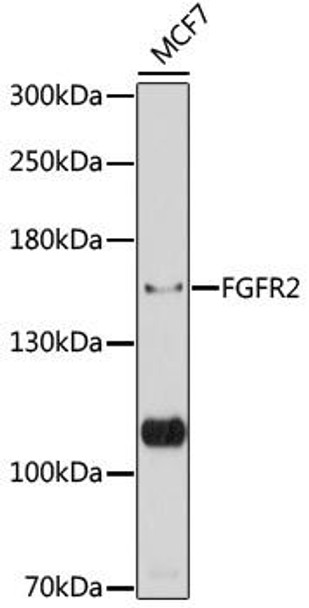 Anti-FGFR2 Antibody (CAB12436)