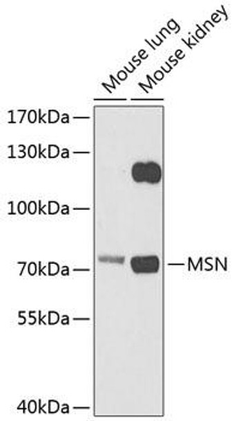 Anti-MSN Antibody (CAB12463)