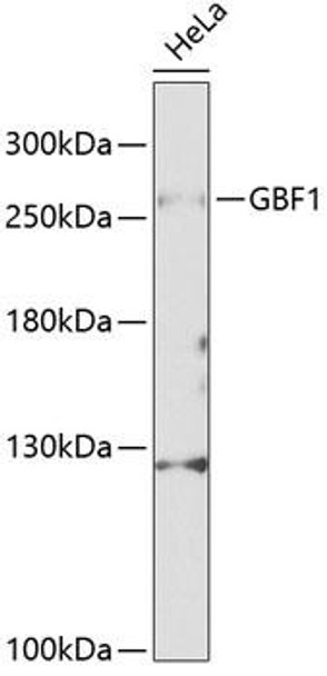 Anti-GBF1 Antibody (CAB12539)