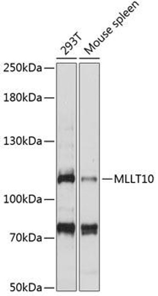 Anti-MLLT10 Antibody (CAB14260)